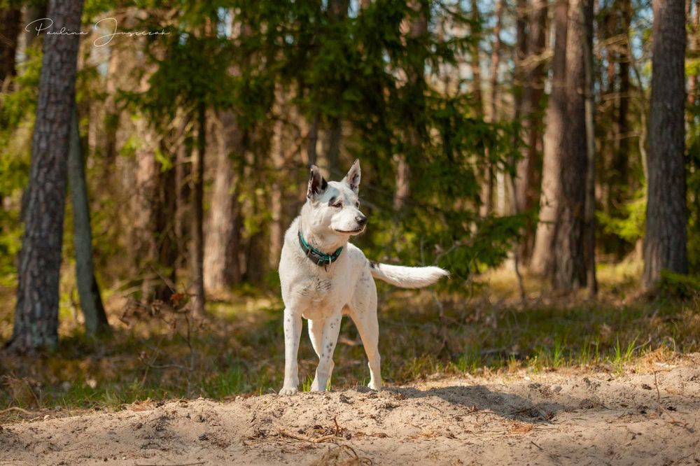 Nord - ten świetny pies czeka na Ciebie...