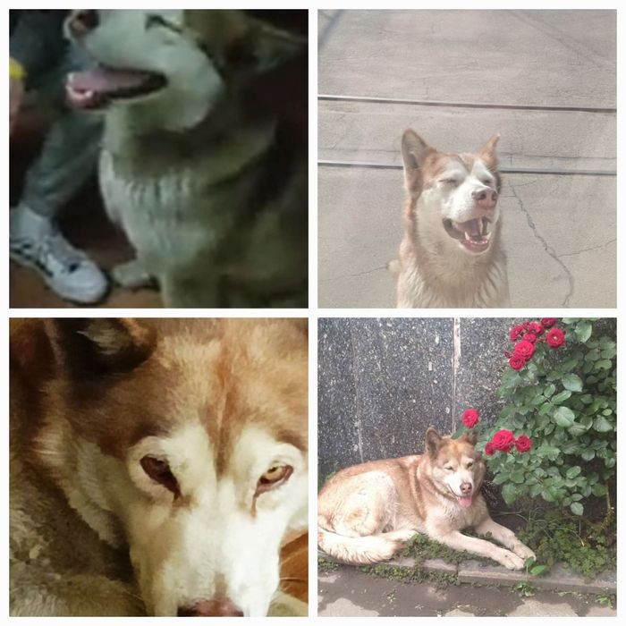 Пропала собака Шевчик