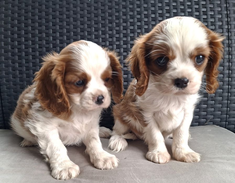Cavalier King Charles spaniel