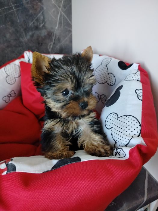 Suczka  York Yorkshire terrier