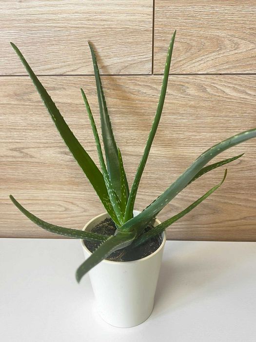 Aloes kwiat leczniczy zdrowy