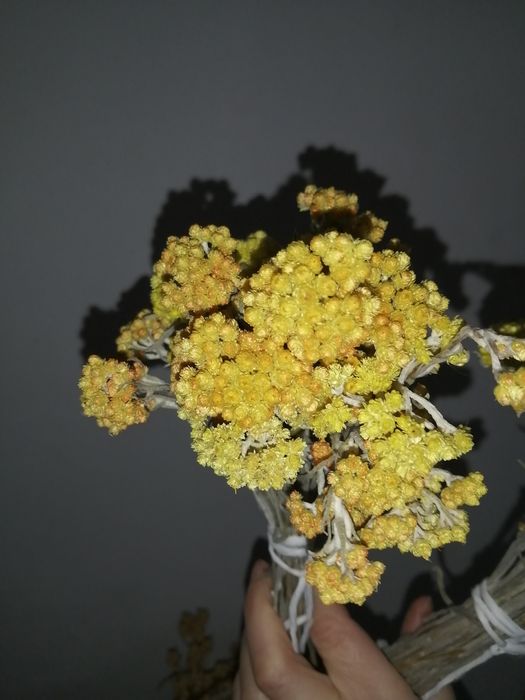 Продам сухоцвіти для творчості