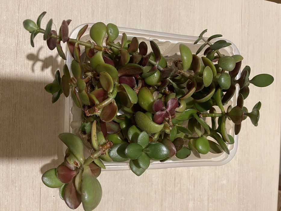 Грошове дерево (крассула, товстянка) безкоштовно -