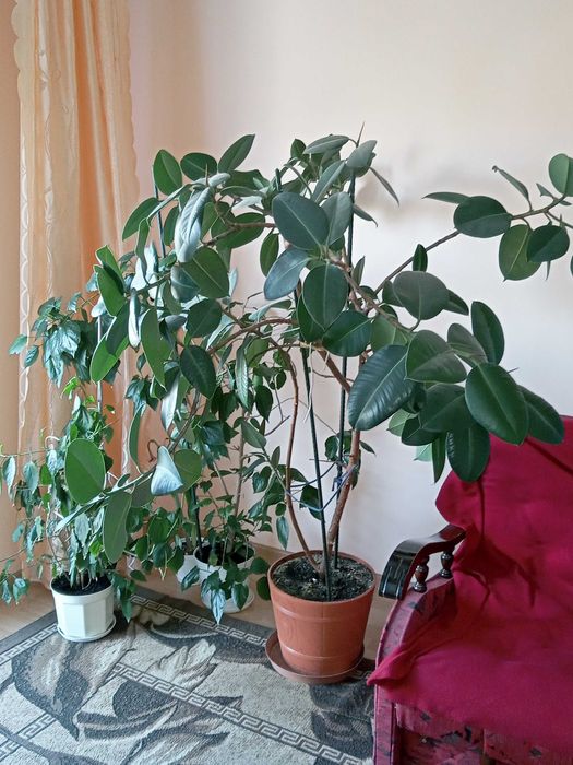 Sprzedam rośliny doniczkowe