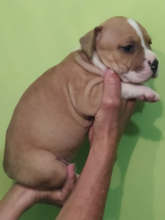 Amstaff suczka Rodowód ZKWP/ FCI Zapraszamy do rezerwacji
