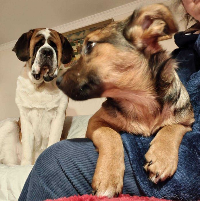 Słodka, 3-miesięczna suczka do adopcji