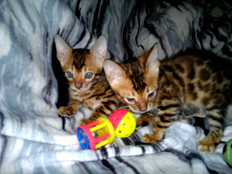 Бенгальська малеча з клубними документами