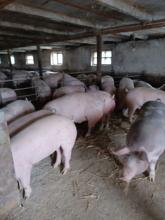 Продам свиней живою вагою 150 190 кг