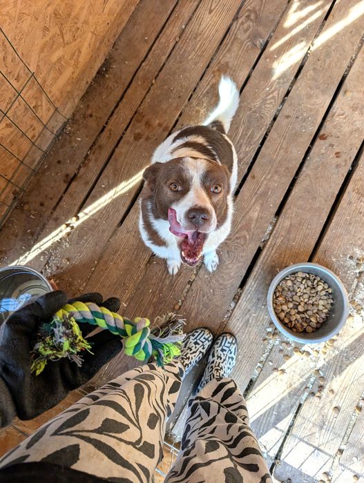 Собака в добрі руки (хлопчик, спокійний, вакцинований, не на ланцюг)