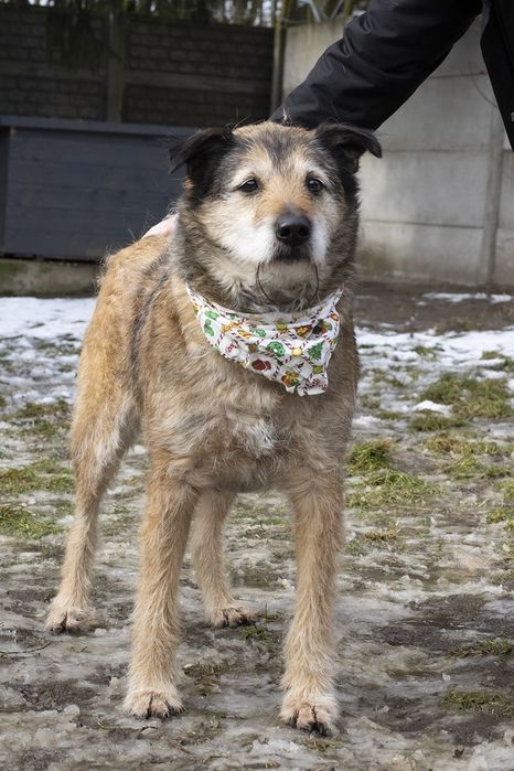 Piesek okolo 6 lat