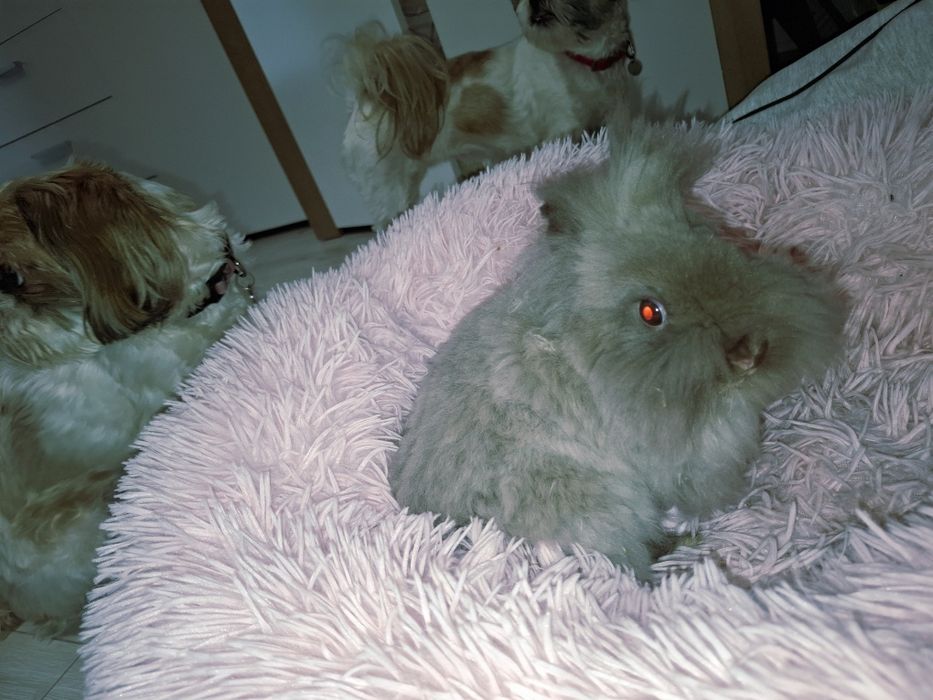 Króliczek Teddy pół roku