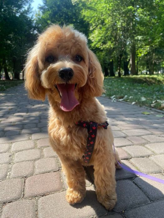 В'язка з хлопчиком Мальтіпу