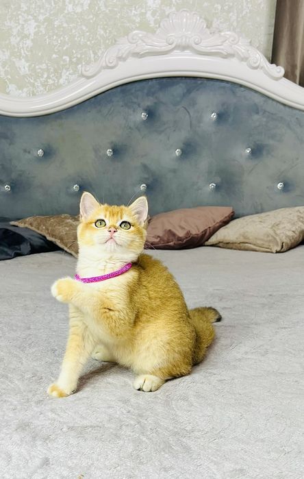 Британська золота шиншилла