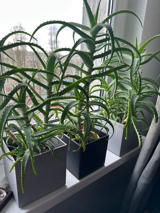aloe vera göz altı morluklarına iyi gelir mi Gözaltı Torbaları ve Koyuluklar için main image 0
