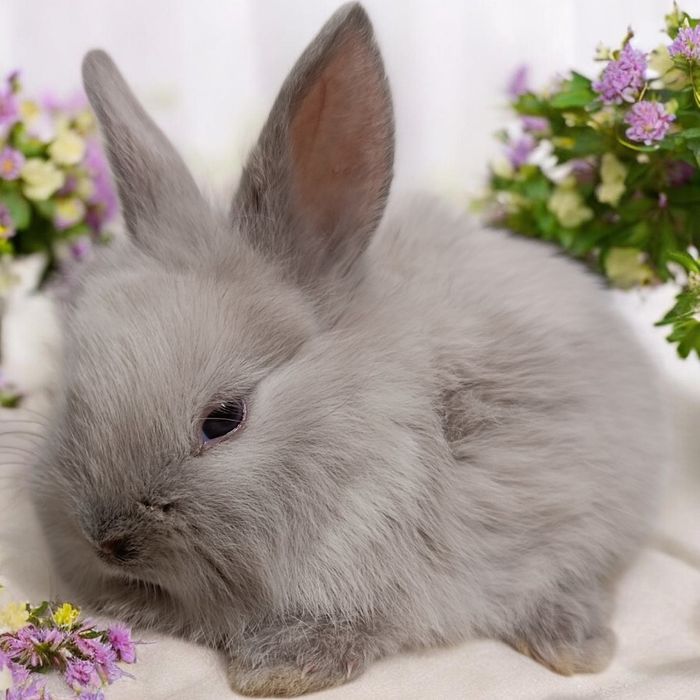 Królik miniaturka Karzełek rex karzełek Teddy mini lop