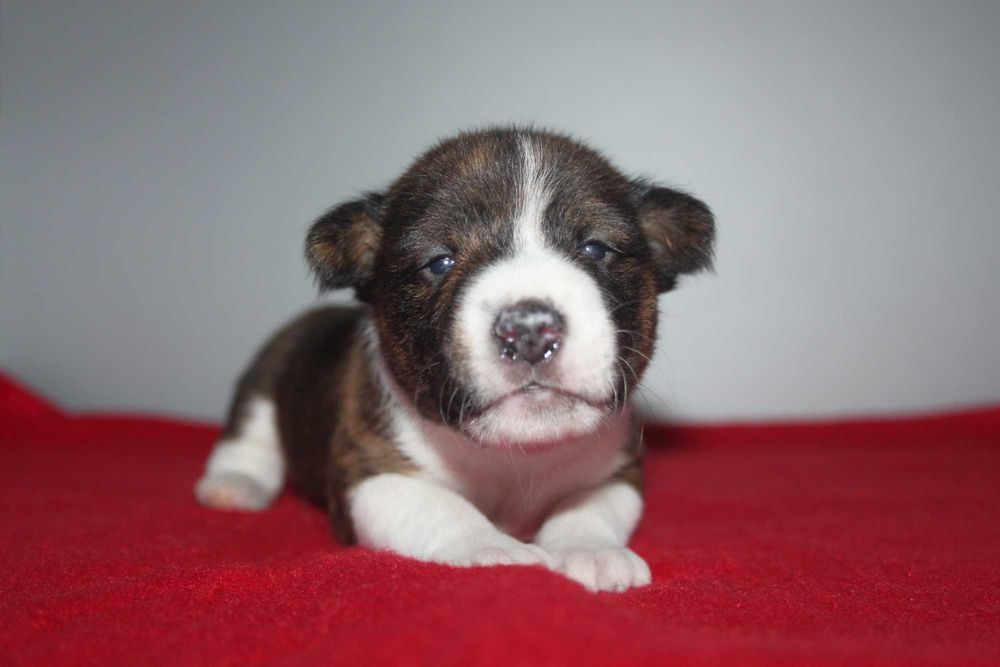 Цуценята басенджі Україна Київ