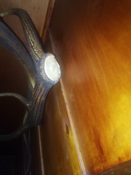 rogi poroze sprzedam