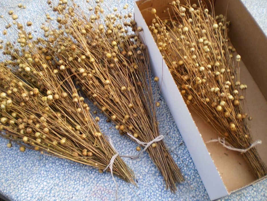 len suszony kłosy przysmak dla gryzoni