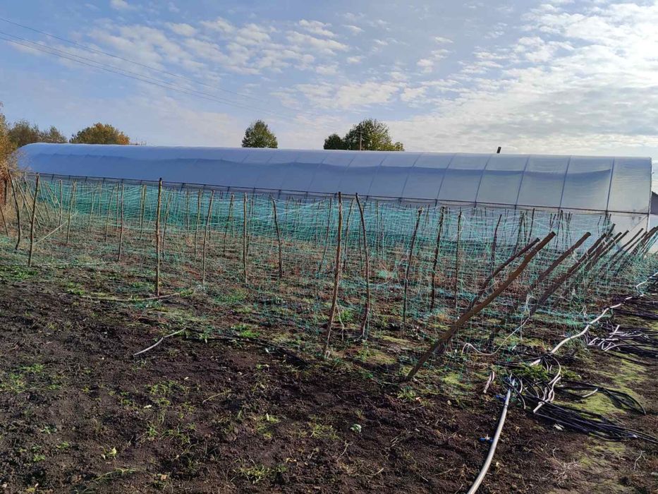 Теплиці. Продаж Тепличного комплексу 1 Га, Теплиці, Світло, Вода, Хата