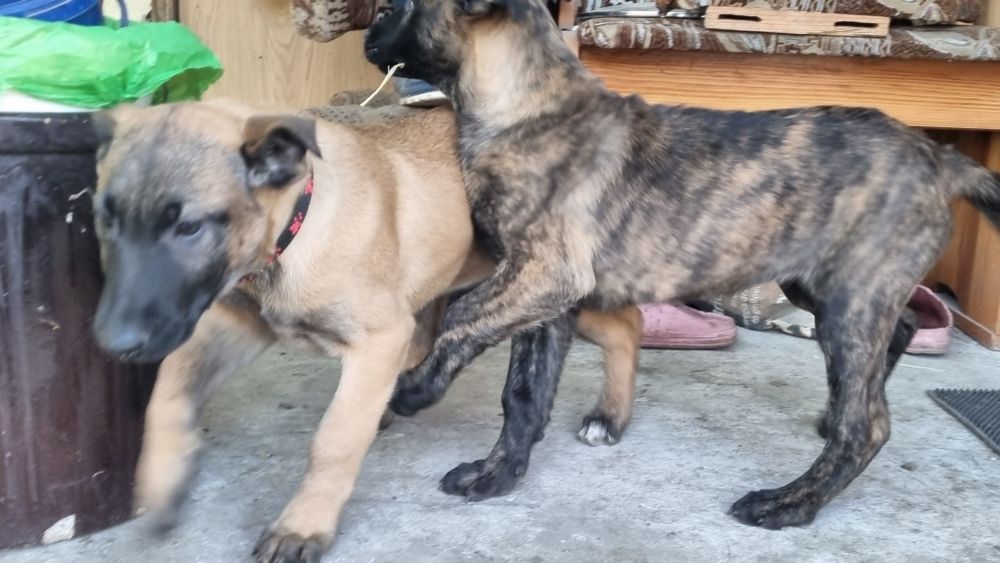 Owczarek Holenderski z Rodowodem