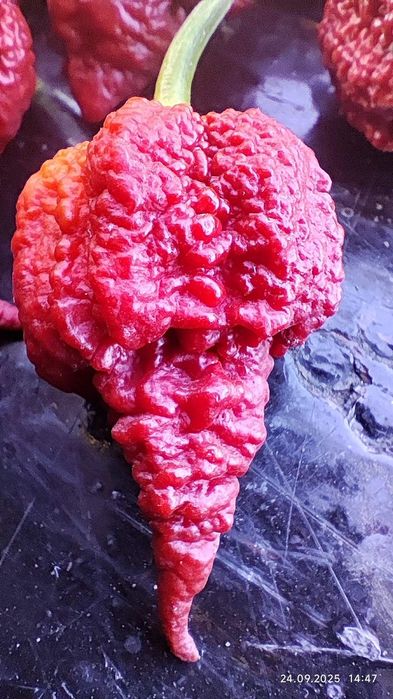 Carolina Reaper-надгострий перець 3 шт.