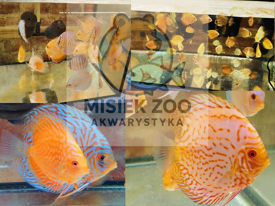 MISIEKZOO Dyskowce - Paletka Red White / Rozmiar 9 -10 cm / Różne