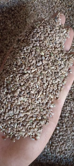 Seradela nasiona zbiór 2025