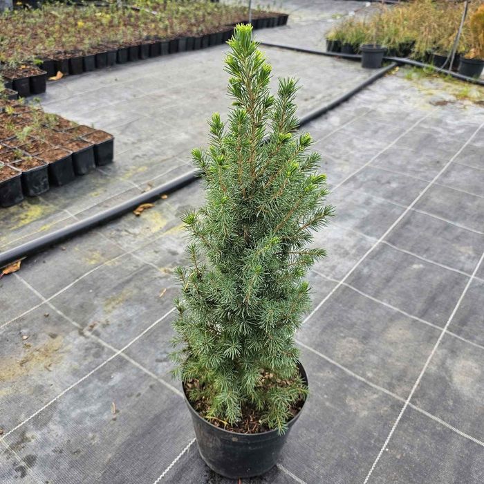 Коніка 40см висота