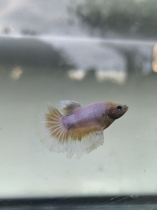 Bettas juvenis  criação propria