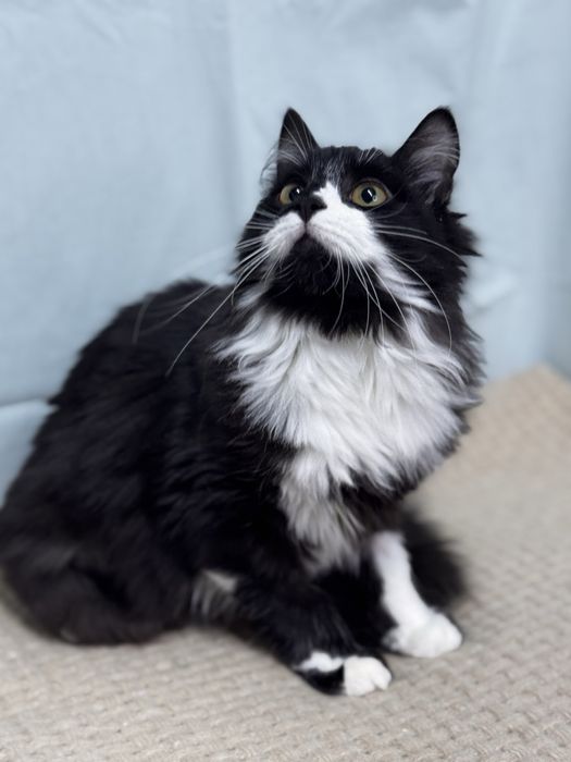 Мері дівчинка у добрі руки