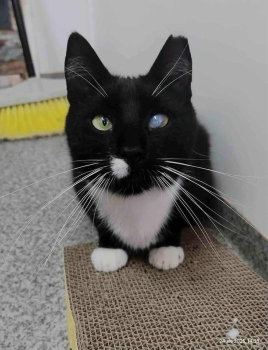 kot kocur do adopcji za darmo