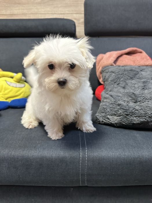 Maltanczyk biały piesek