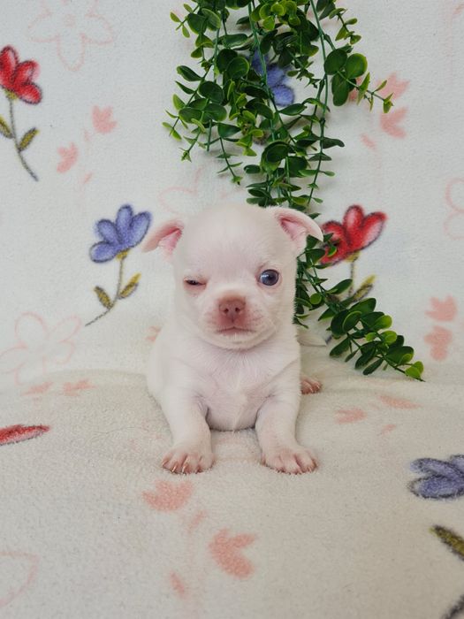 Excecional menino mini Chihuahua/Chiuaua,Qualidade, LinhagemRussa