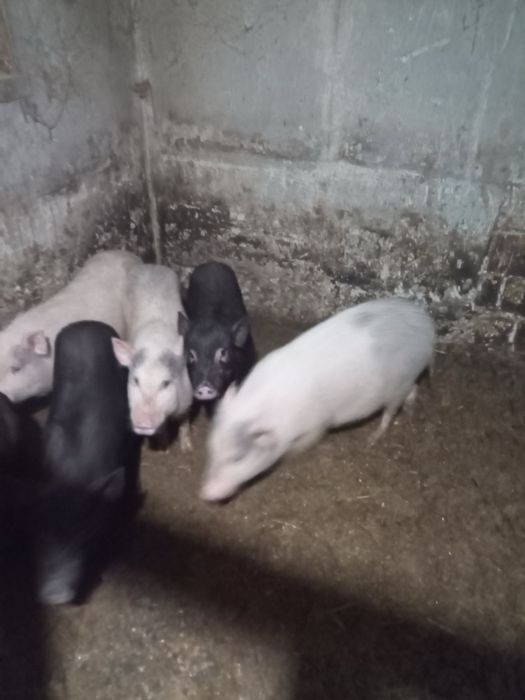 вʼятнамські  свині на свиноматки