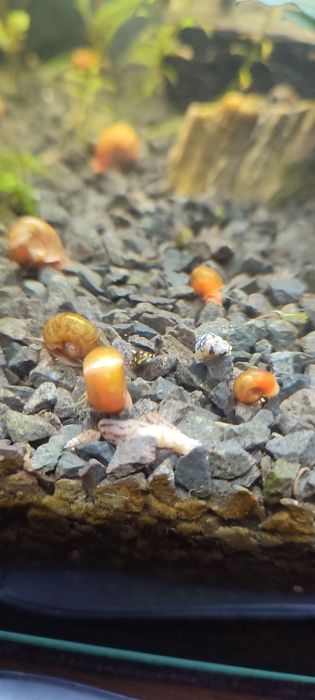 Ślimak zatoczek różowy