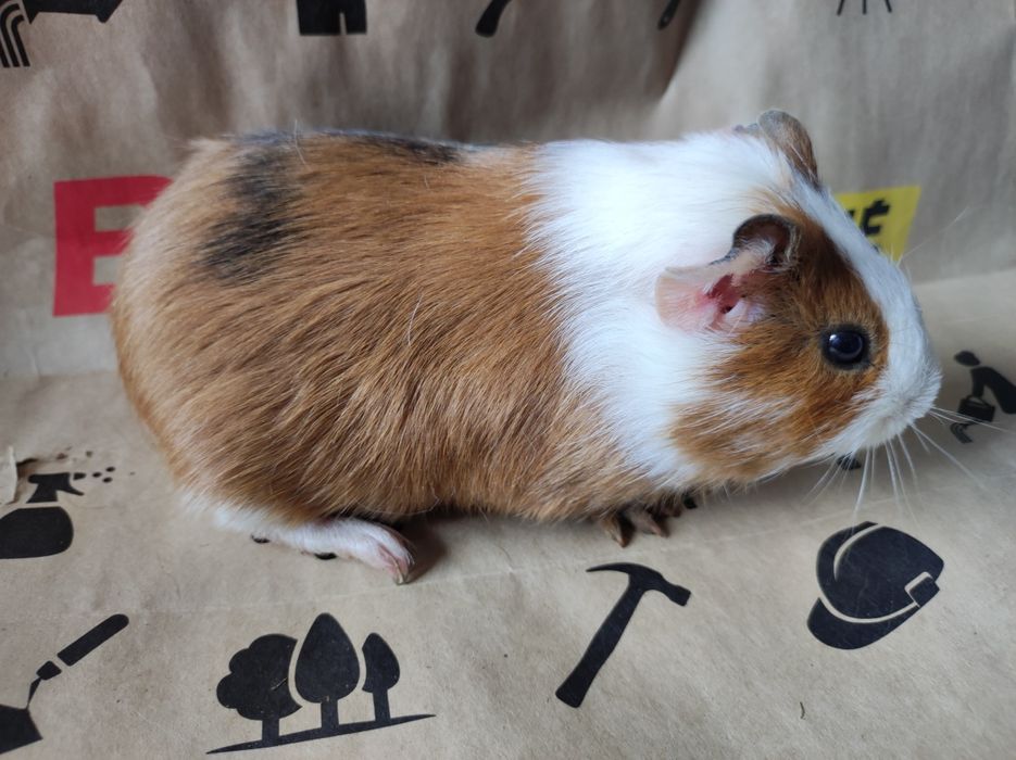 Cavia domowa młode