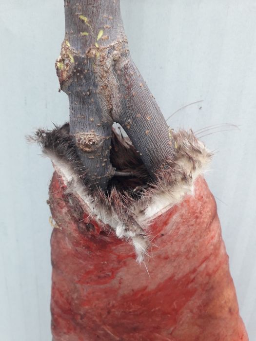 Продаю Шкура Андатры ( Выдры)