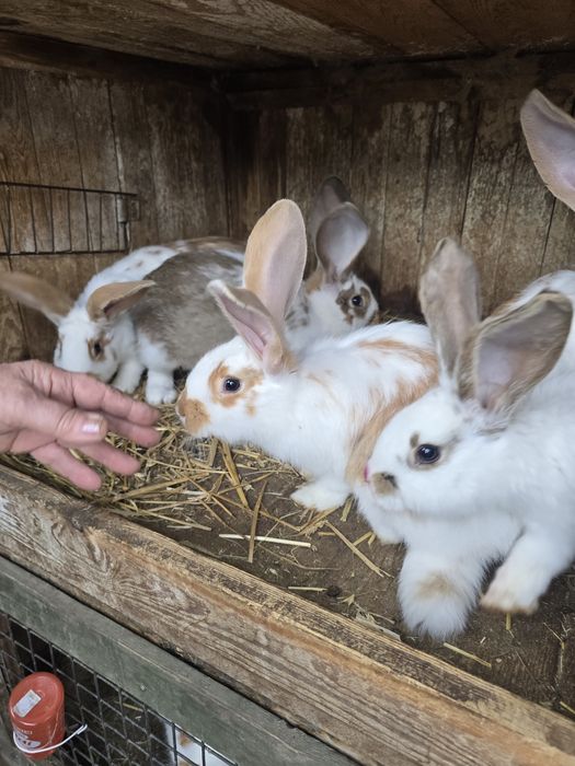 Króliki 3 miesieczne