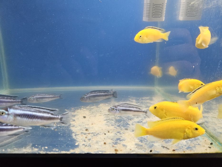 Pyszczak yellow i maingano