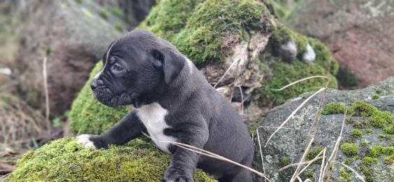 Pitbull Czarne szczenię