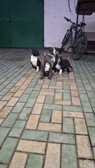 Две девочки Ам стаф. Свободны.