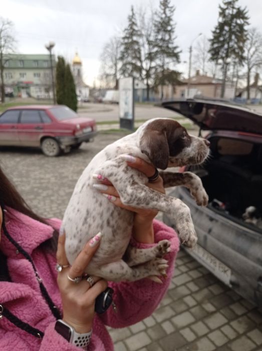 Цуценята породи долматина недорого дівчинка