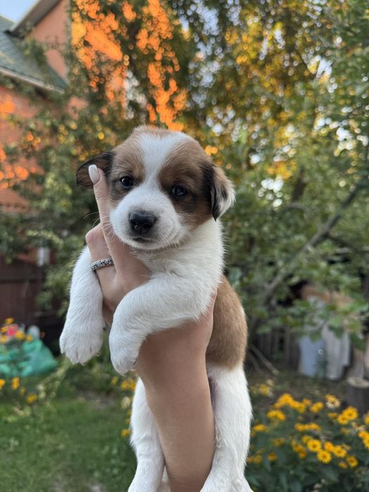 Щенята від дуже маленької собачки