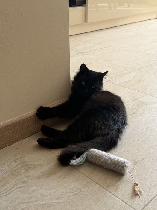 Котик шукає родину