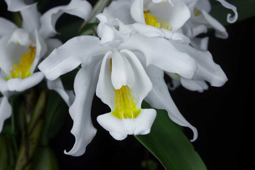 Orquídea Noiva Típica.