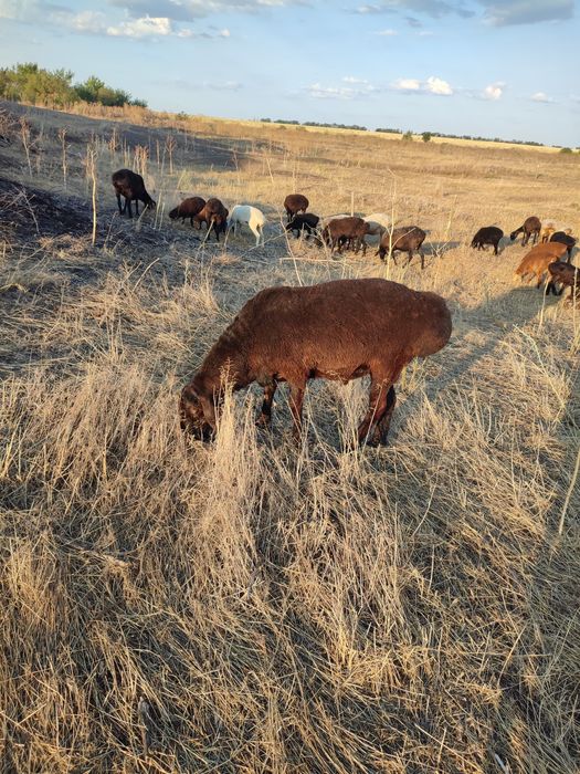 Продам курдючного барана