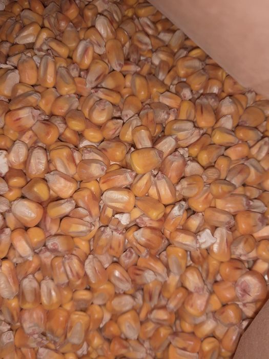 Kukurydza sucha.       .