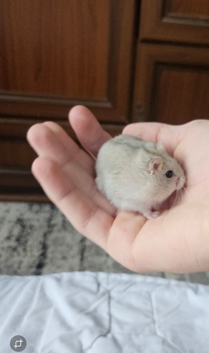 Хом'ячки джунгарикі