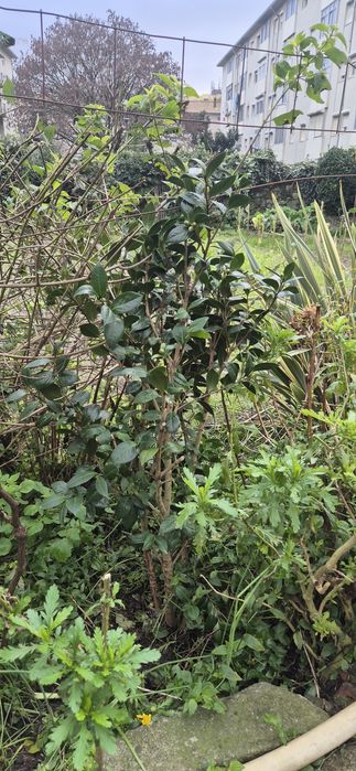 Várias planta de quinta para desocupar