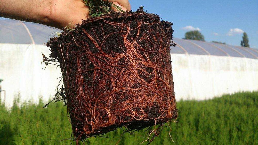 Tuja szmaragd 100 - 115 cm Producent Transport